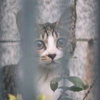 吉田優 TOKYO STREET ON CAT (@fujifilmxpro2) 's Twitter Profile Photo