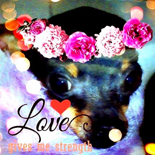 puppylovewoof12's profile picture. PUPFLUENCER #BLOGGER📥 my mom  @ViktoriaR_ModeL #helpinganimals #vegan #classy #lover ! #dogactor #dogmodel FOLLOW my IG:@michelangelopuppylove  =^.^= woof!