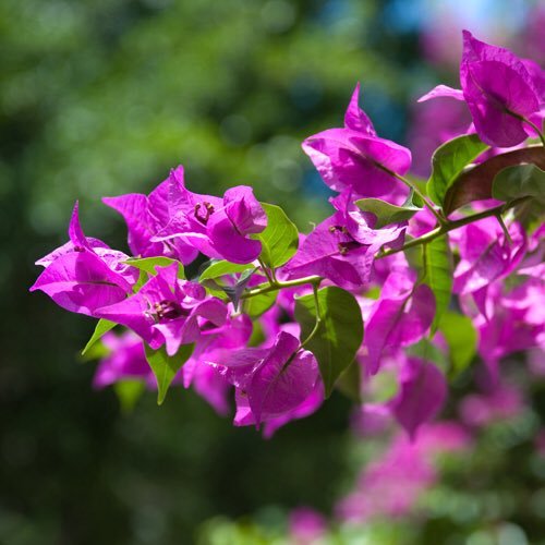 The official twitter channel of South Bank Parklands, Brisbane. #VisitSouthBank