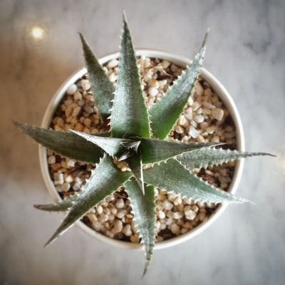 yuwasashompoo's profile picture. 