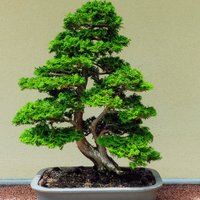 Art of Bonsai (盆栽) (@addaartid) 's Twitter Profile