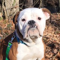 Jessie Grooms & Doggy Daycare - @JessieGroomsNH Twitter Profile Photo