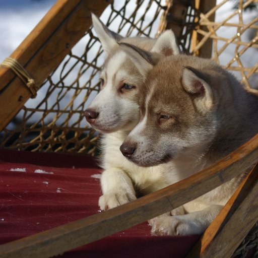 Family run kennel of purebred Siberian Huskies in #myhaliburtonhighlands dogsledding tours run mid Dec to late March, book now for your adventure.