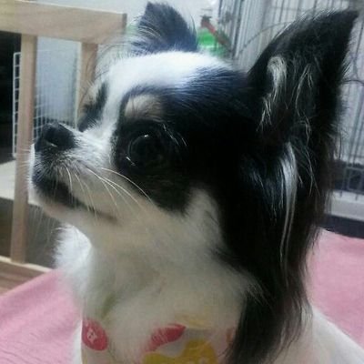 koushien_guchi Profile Picture