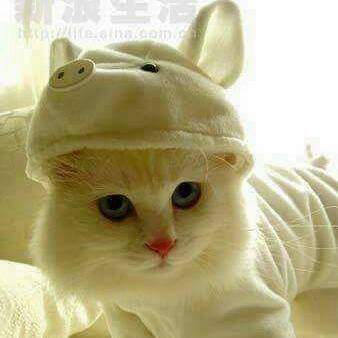 Bushra43698436's profile picture. 😍😍