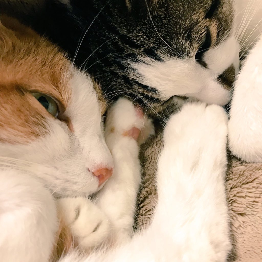 niziho_rainbow's profile picture. 