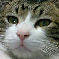 カミ猫(@chkamiyass) 's Twitter Profile Photo