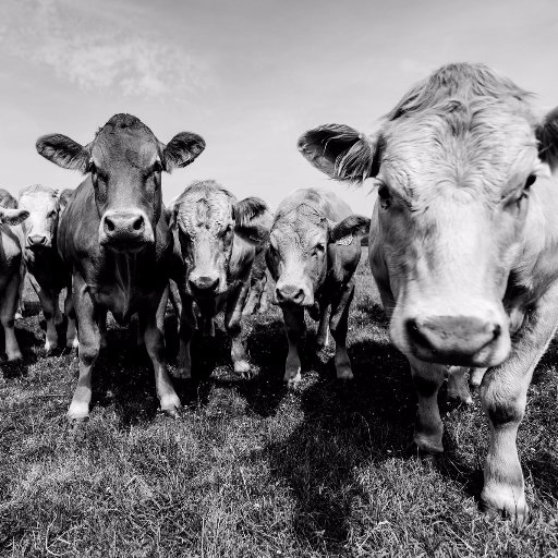 ScotchLodgeFarm's profile picture. Farm Shop and Cafe