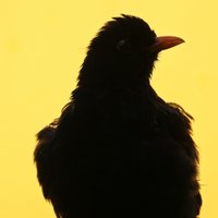 Flugbegleiter: Natur&Vogelwelt(@RiffBirds) 's Twitter Profile Photo