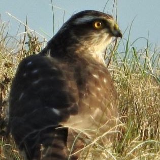 lenhunter19's profile picture. Eejit in his 60s out all weathers with scope, bins, camera, backpack.  Watcher of all wildlife, lifelong love of birds in particular.
