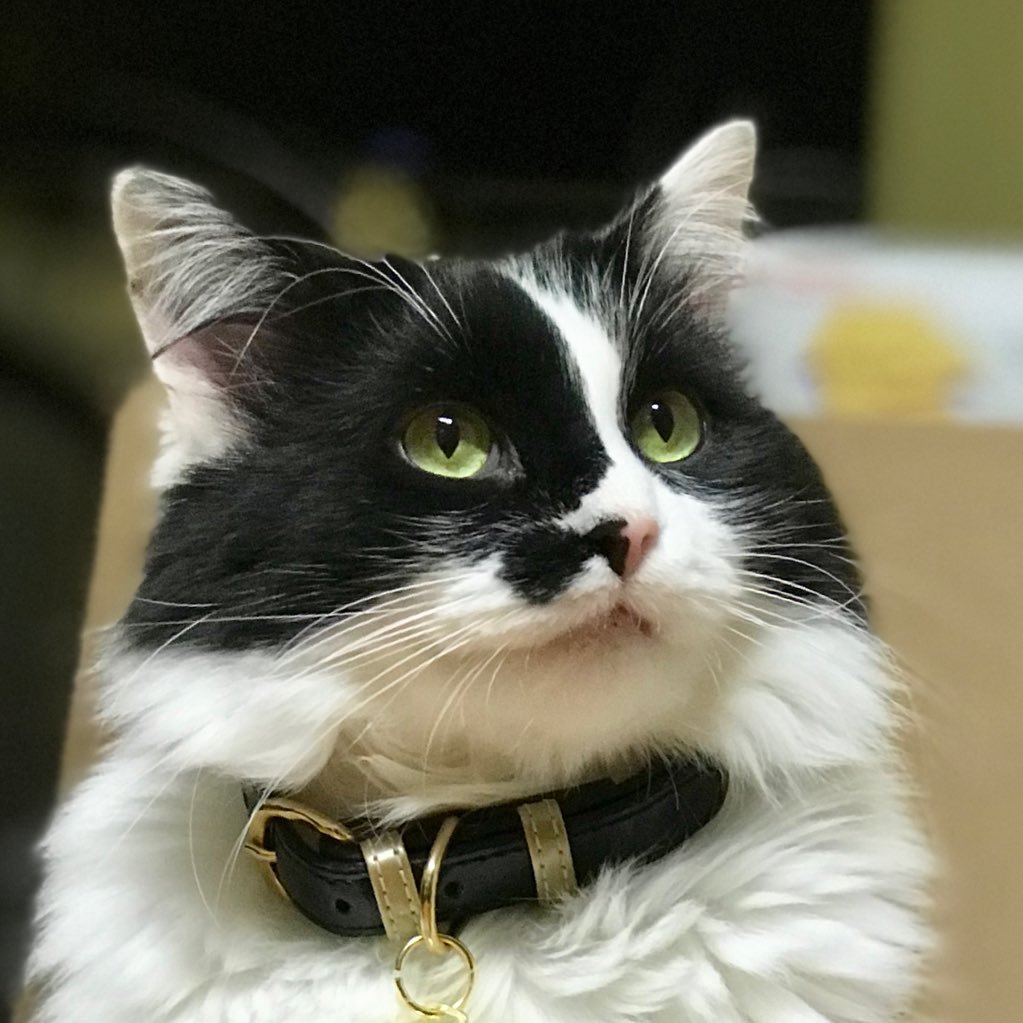 DailyPurinceton's profile picture. current goal: eat everything