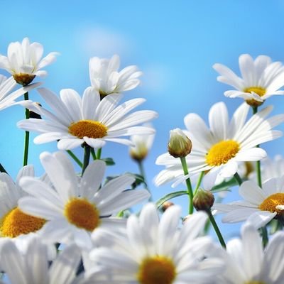 whitepoppy02's profile picture. No chat line. No talk on phone.No VDO call./Don't be too much!/ไม่แชท.ไม่คุยโทรศัพท์.ไม่วีดีโอคอล.อย่าเยอะนะคนดี 🍌บางครั้งนอกใจแฟน แต่ไม่นอกกายนะ🍄