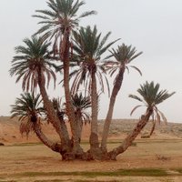 عبد الله الادريسي 1300 (@ackimklnz0b6it6) 's Twitter Profile