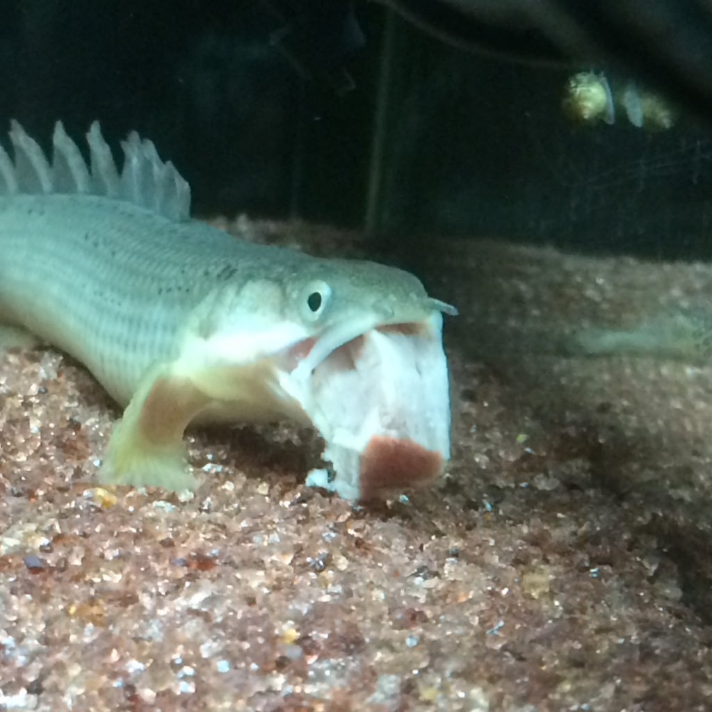 3zFPdWSKrH9PZP4's profile picture. アクアリウムブランク5年 趣味で熱帯魚、爬虫類、虫の飼育などやってます。無言でフォローさせていただくことがありますがすみません すごくたまにツイートします コリドラス大好き