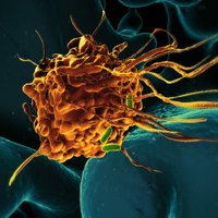 Blumenthal Lab (@blumenthal_lab) 's Twitter Profile Photo Blumenthal Lab (@blumenthal_lab) 's Twitter Profile Photo