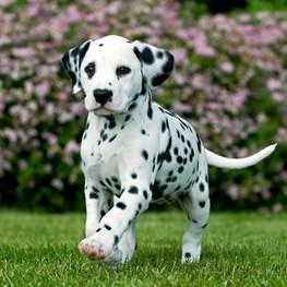 We simply adore Dalmatian Dogs!
Feel free to follow us if you are also a Dalmatian Lover 🐶