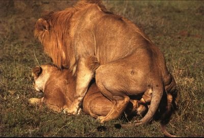 gebze_koc's profile picture. Gizlilik ve dürüstlük icerisinde sex yasam tarzimdir