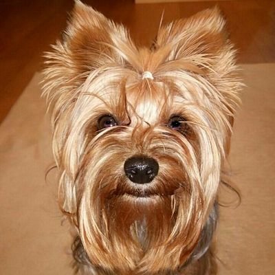 vild_aa's profile picture. 