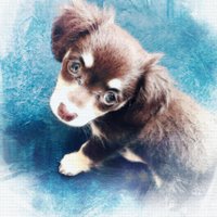 みつい (@t_perto) 's Twitter Profile