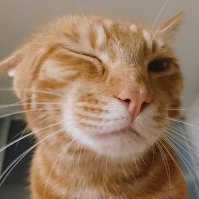 チョチョポリス🐾メルラテさんのプロフィール画像
