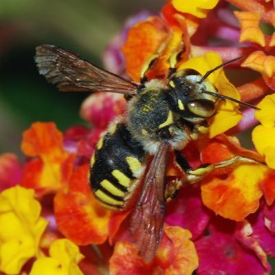 Hello! this account is to help to inform you about the Bees!! the Bees are in desperate need of our help! BEE humble🐝 & BEE generous!!!