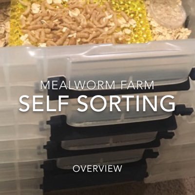 RedSquigglers's profile picture. #Permaculture #Organic #Food #Prepper #Survivial #sustainability #Vermiculture #worms #Food #mealworms