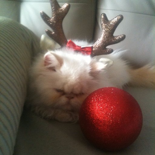 I am Poussy the white flat nose flat face blue eye short leg 3 month old Persian Kitten. I love Christmas, Happiness, Good Life, Gourmet Food, Toys & my Mom...