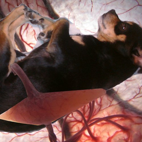 mcdjork's profile picture. 