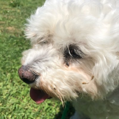 ▪️Dog Model▪️Melbourne is where I hang my lead ▪️For modelling gigs and collaborations send me an email ▪️ DISCOUNT CODES - BUDDY&RILEY CO - JAZZ20