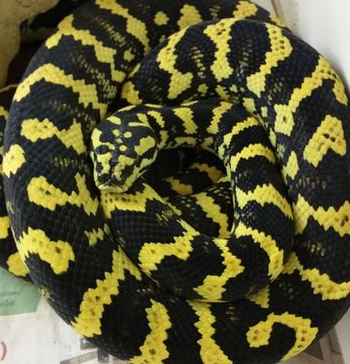 @SBKreptiles