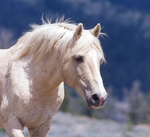 Official Twitter page of The Cloud Foundation, dedicated to protecting #wildhorses & #burros on our public lands, before they're gone forever.