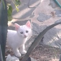 Aydın Engin (@aydengin1202) Twitter profile photo