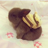 ラビ(Rabbit) (@lt_rabbit5) 's Twitter Profile Photo ラビ(Rabbit) (@lt_rabbit5) 's Twitter Profile Photo