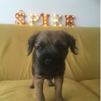 Sir Spike(@Spikeontour) 's Twitter Profile Photo