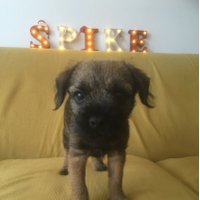 Sir Spike (@spikeontour) 's Twitter Profile