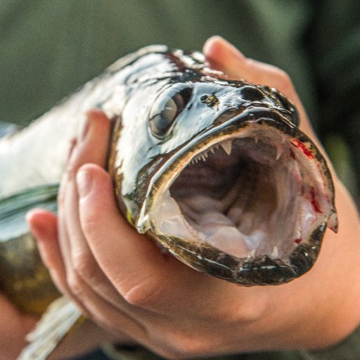 Providing memorable fishing and hunting getaways on beautiful Kipawa Lake.
