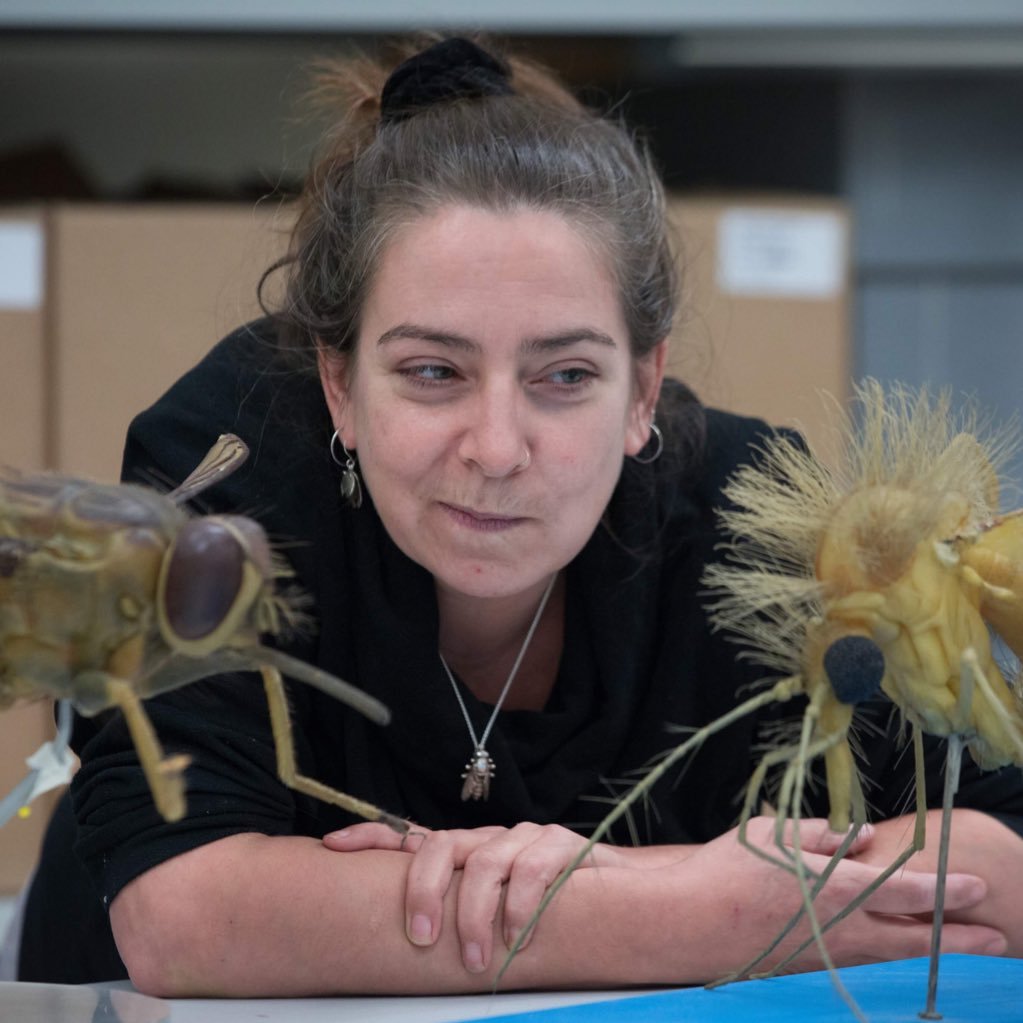 Flies & Fleas @NHM_London; Author-The Secret Life of Flies, The Inside Out of Flies & A bug's World; HonF @RoyEntSoc; Chair @DipteristsForum #Scicom #HonFBNS