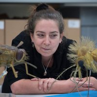 Dr Erica McAlister(@flygirlNHM) 's Twitter Profile Photo