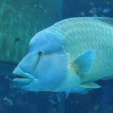 ナポレオンフィッシュ Naporeonn Fish Twitter ナポレオンフィッシュ Naporeonn Fish Twitter