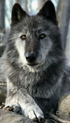 CsvfWajqs1267e's profile picture. Il love you😜