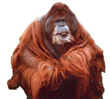 YourCodeSucks's profile picture. I code, I fling my own feces and I am full of fluffy sweet light.