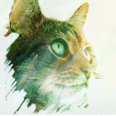 vincent31416's profile picture. Ingénieur études & développements Kotlin addicted et bépoète. @vincent31416@mas.to