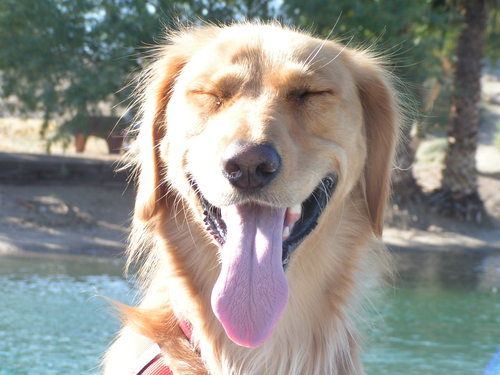 toys4paws's profile picture. Big Dog Lover - Sell the Best Dog Toys - Best Prices!!!  Follow us on Facebook https://t.co/pgpqj2zw6I