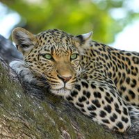 #BanTrophyHunting (@imrbaily) 's Twitter Profile