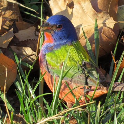 Rare-bird alerts plus birding news, photos, and videos for Brooklyn. See link for user guide.