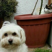 Luna 🐾 (@luna_h02) 's Twitter Profile