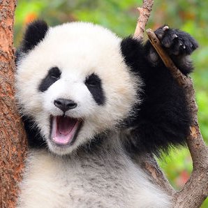 Mr_BigMountain's profile picture. 