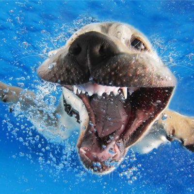 Hi guys like to welcome you to my Shopify store for all you Dog and Dolphin lovers come checkout us out at https://t.co/KppWg8bmVB for some amazing gifts