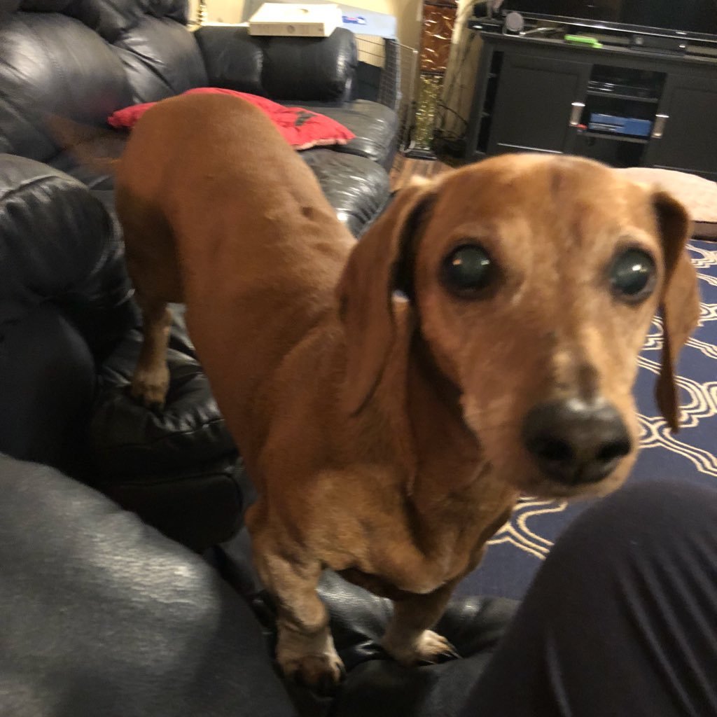 Toby the Celebrity Dachshund. Legend. Athlete, Scholar, Pooper. 2016/2020 Presidential Candidate. Lived 17 amazing years: 6/14/2003-8/5/2020.