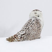 FeatherWindStudio (@d64miller) 's Twitter Profile
